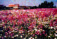Prairie Picture