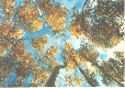 trees from the ground up
